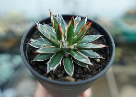 アガベ　フィリフェラ　シディゲラ　agave filifera ssp. schidigera