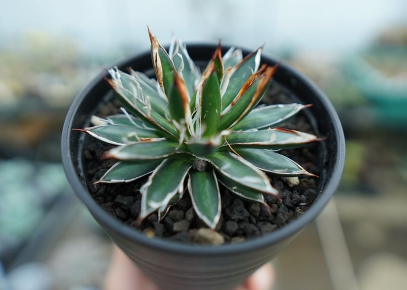 アガベ フィリフェラ シディゲラ agave filifera ssp. schidigera