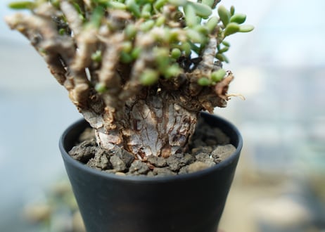ケラリア　ピグマエア　Ceraria pygmaea  No.3
