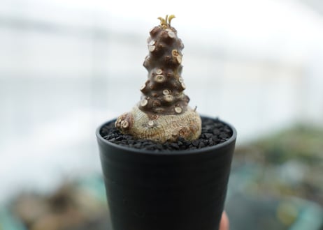 ドルステニア フォエチダ Dorstenia foetida　No.1