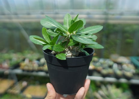 パキポディウム　恵比寿大黒　Pachypodium Densicaule　No.6