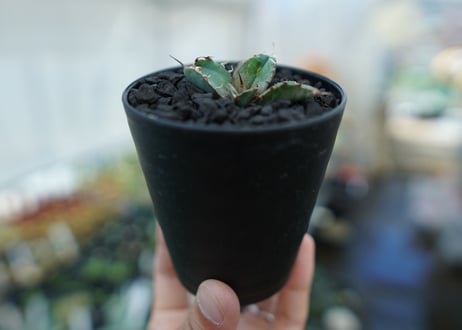 アガベ　チタノタ　 ブラックアンドブルー 　Agave titanota black and blue　No.7