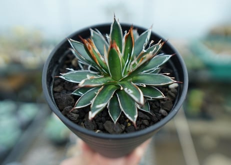 アガベ　フィリフェラ　シディゲラ　agave filifera ssp. schidigera