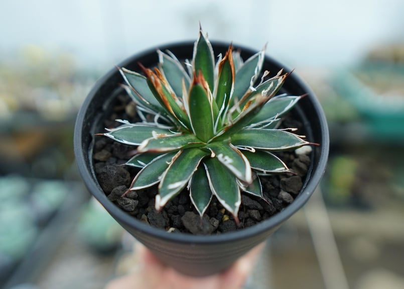 アガベ フィリフェラ シディゲラ agave filifera ssp. schidigera