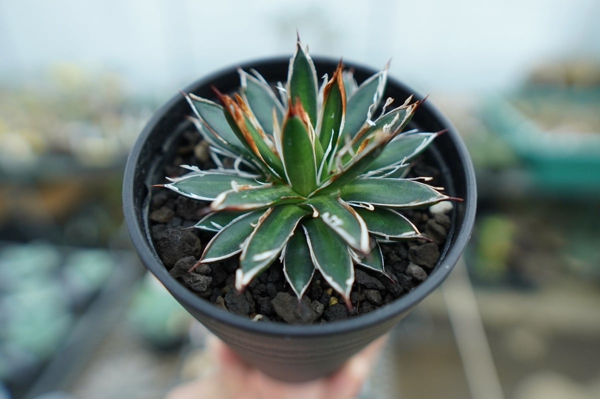 アガベ フィリフェラ シディゲラ agave filifera ssp. schidigera