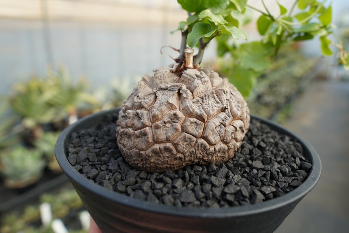 亀甲竜 Dioscorea elephantipes No.2 | mana's farm:塊