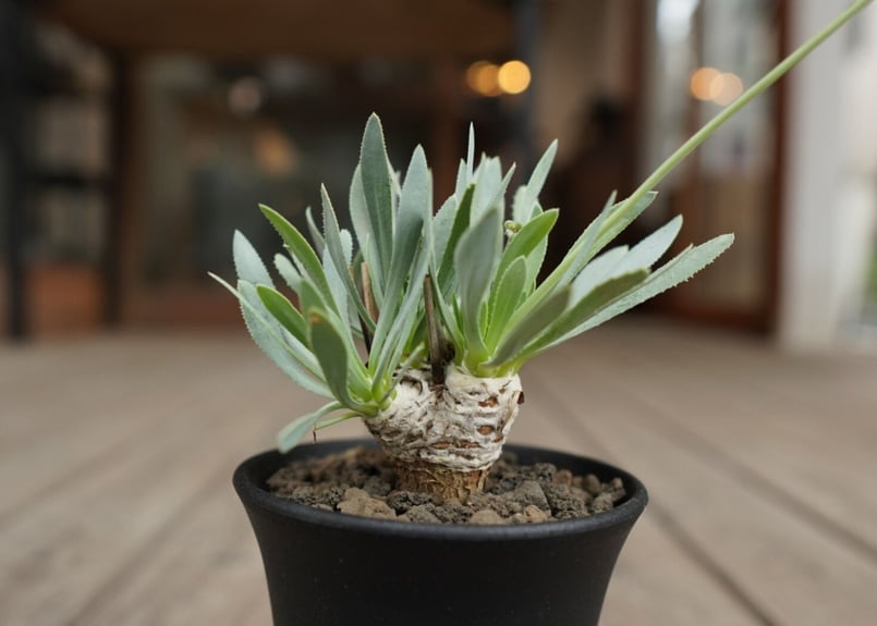 オトンナ レトロルサ Othonna retrorsa | mana's farm:塊根植物・