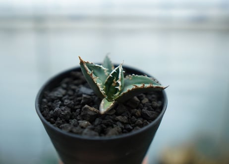 アガベ　チタノタ　狼人　agave titanota "狼人"　No.1