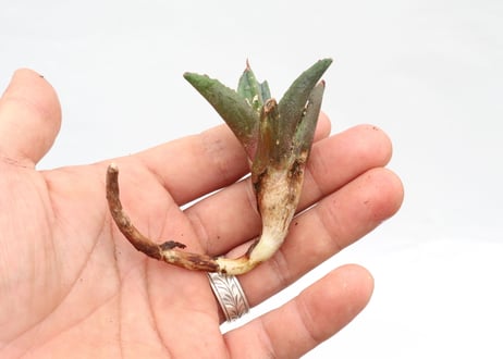 Agave titanota FO-76 compacta dwarf  pup