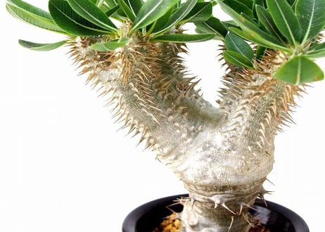 パキポディウム デンシカウレ 恵比寿大黒　Pachypodium densicaule