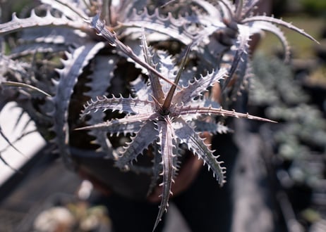 Dyckia goehringii var.lemei (new form) カキコ