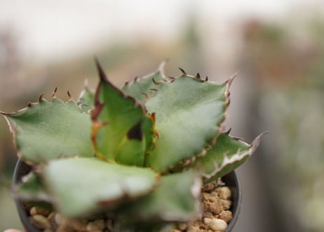 Agave titanota ” Black flame"