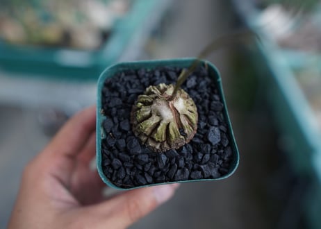 亀甲竜　Dioscorea elephantipes　No.2