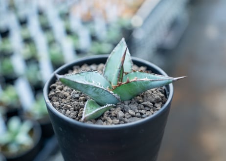 アガベ　オテロイ　agave oteroi　No.3