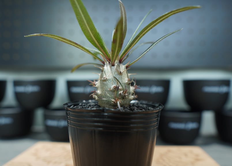 パキポディウム グラキリス 沖縄実生株 No.1 | mana's farm:塊根植物