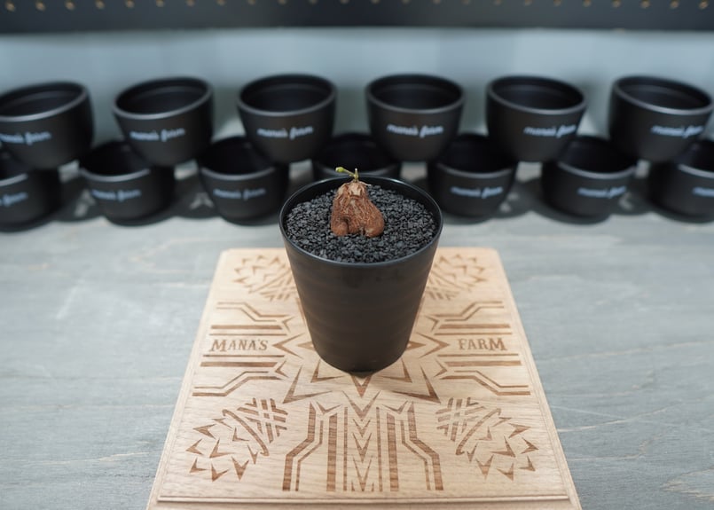 亀甲竜 実生株 No.7 | mana's farm:塊根植物・アガベ・ドライガーデン