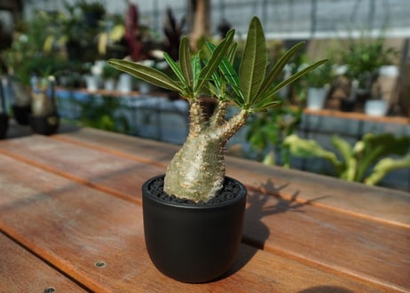 【発根管理中】パキポディウム　グラキリス　 Pachypodium Gracilius  No.8