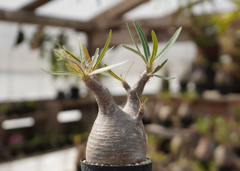 35. パキポディウム グラキリス パキポディウム・グラキリス 現地株 発根済み【B2】 Pachypodium 塊根植物・コーデックス