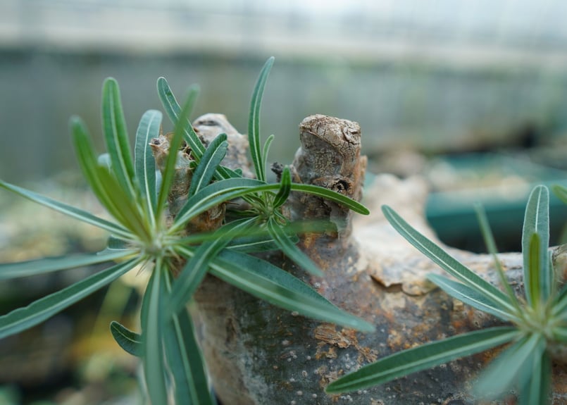 パキポディウム グラキリス Pachypodium Gracilius No.3 | ma