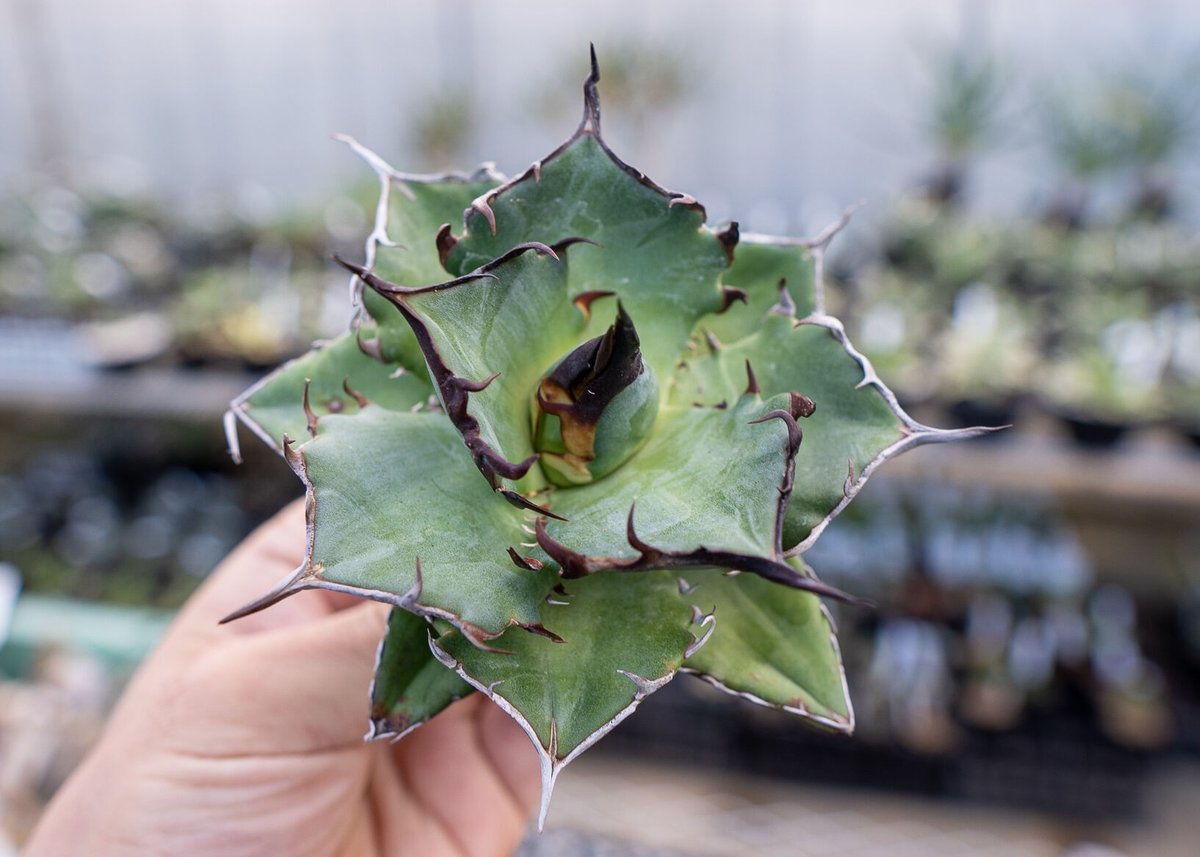 Agave titanota hades No.1 | mana's farm:塊根植物・アガ