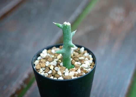 アデニア　グロボーサ