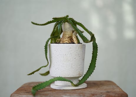 Euphorbia stellata