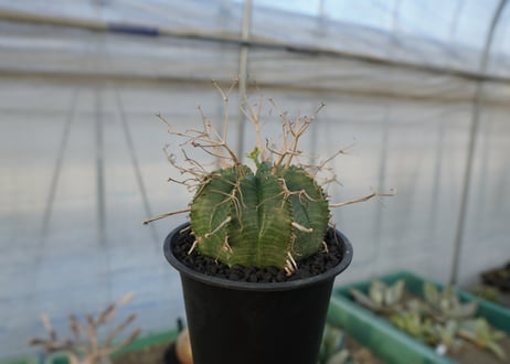 ユーフォルビア　スーパーバリダ　Euphorbia super valida  No.1