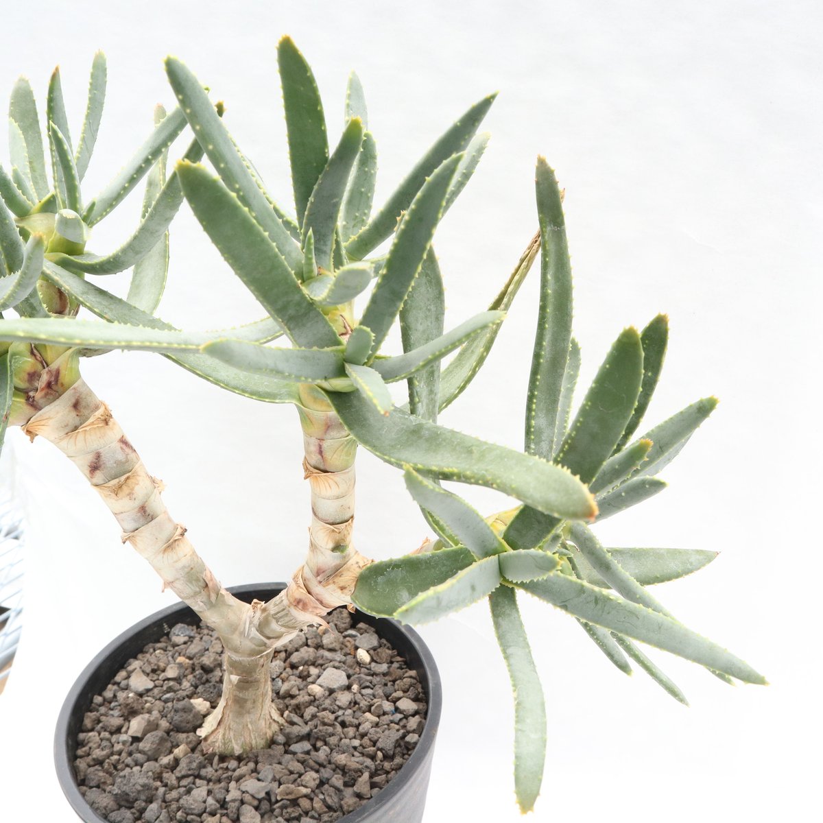 アロエ ラモシシマ | mana's farm:塊根植物・アガベ・ドライガーデン