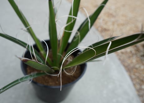 ユッカ　カルネロサーナ Yucca carnerosana  No.2