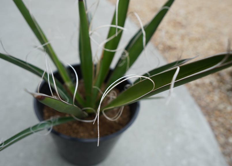 ユッカ カルネロサーナ 希少ユッカ・カルネロサーナ 子株