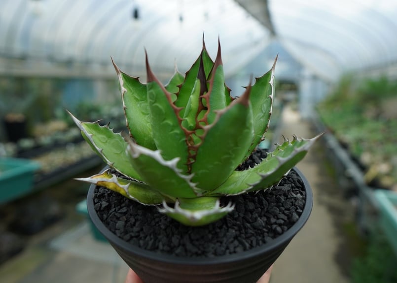 アガベ 五色万代 ロファンサ 子株付 沢山 ドライガーデン チタノタ