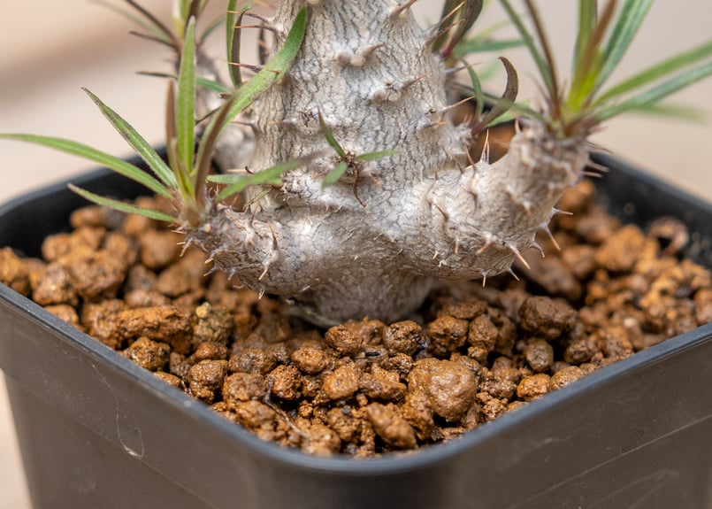 パキポディウム グラキリス 沖縄実生 | mana's farm:塊根植物・アガベ