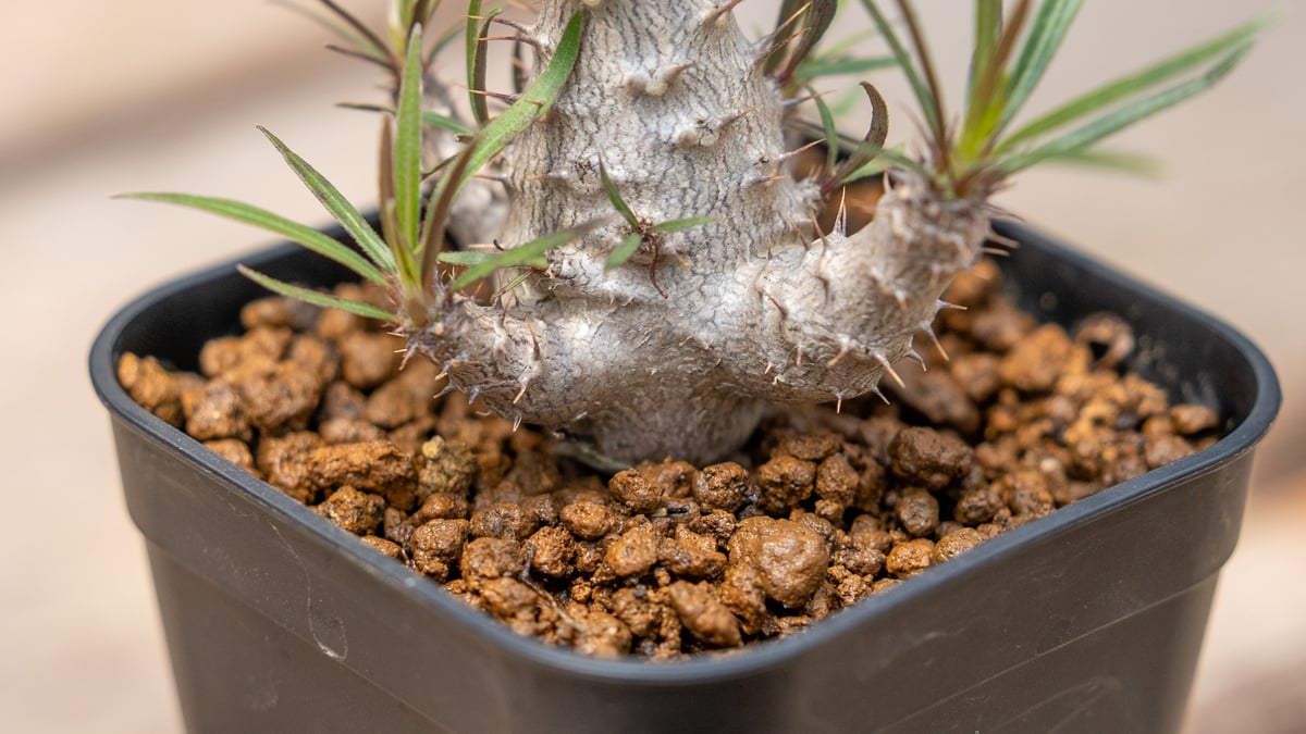 パキポディウム グラキリス 沖縄実生 | mana's farm:塊根植物・アガベ