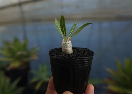 パキポディウム　デンシフローラム　Pachypodium densiflorum