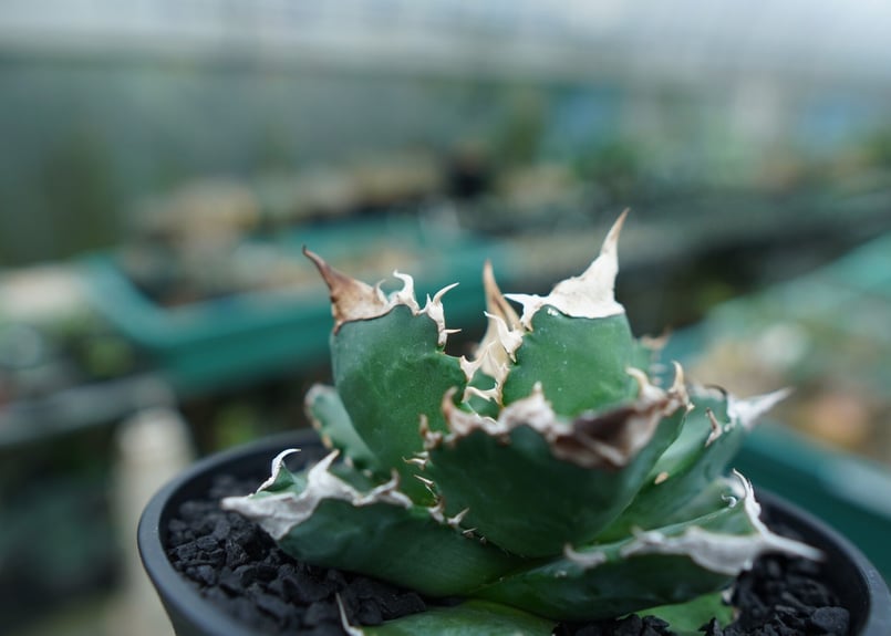 【SUMMERセール】アガベ　チタノタ　ホワイトファイヤー　白火焔　美株 アガベ＊ホワイトファイヤー SUMMERセール】アガベ チタノタ ホワイト