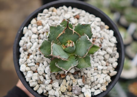 Agave titanota FO-76  E NO.2 (G)