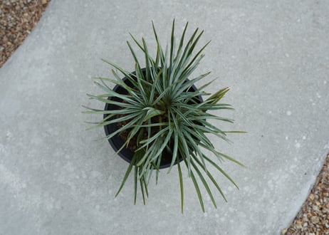 チャメロプス　セリフェラ 　Chamaerops humilis var. Cerifera  No.2