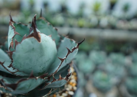 アガベ　チタノタ　 ブラックアンドブルー 　Agave titanota black and blue　NO.10