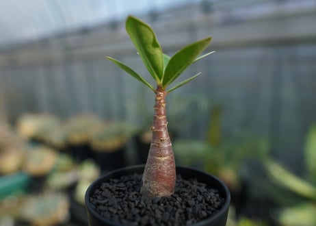 アデニウム　Adenium  No.1