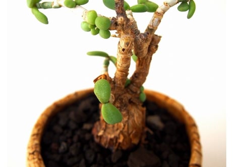Ceraria pygmaea ケラリア・ピグマエア  №２