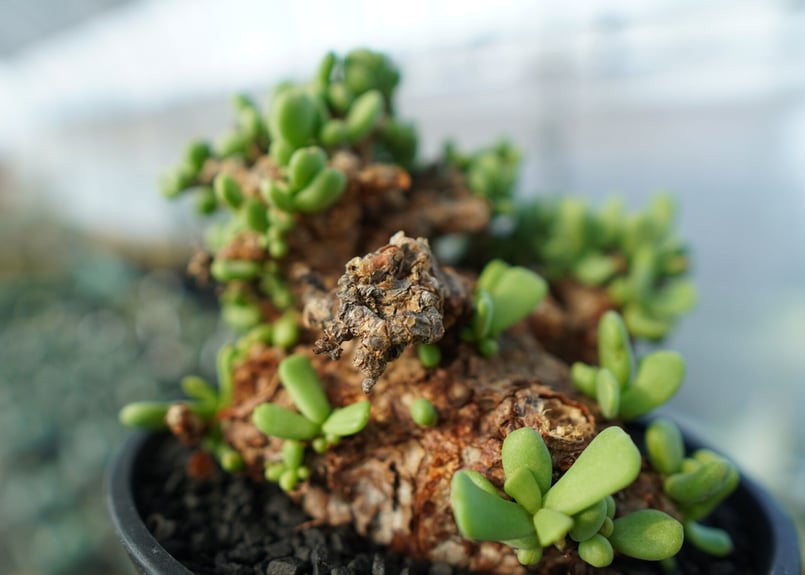 ケラリア ピグマエア Ceraria pygmaea | mana's green:塊根植物販 ケラリア ピグマエア Ceraria pygmaea | mana's green:塊根植物販