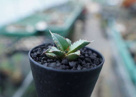 アガベ　チタノタ　FO-76　Agave titanota  FO-76　No.23