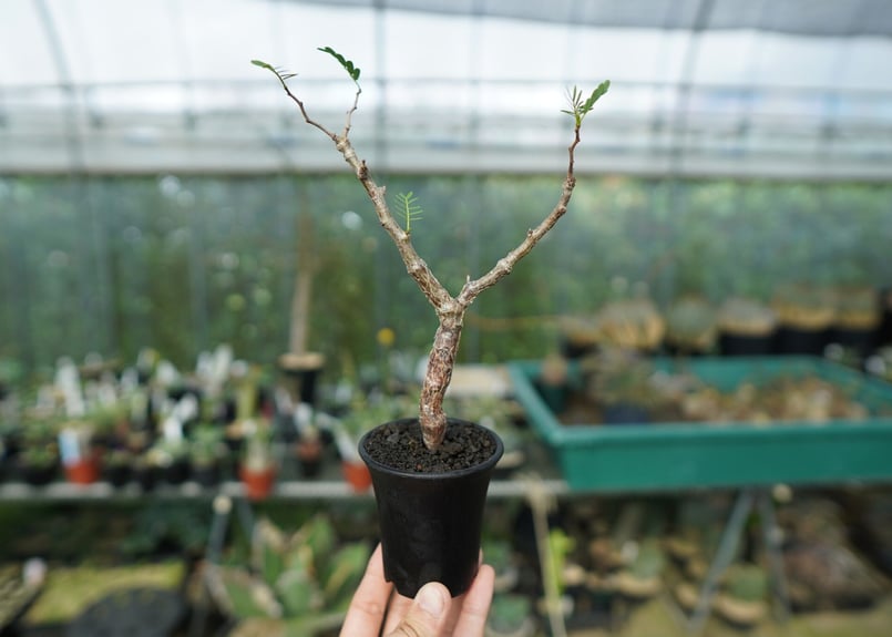 センナ メリディオナリス Senna meridionalis | mana's farm:塊