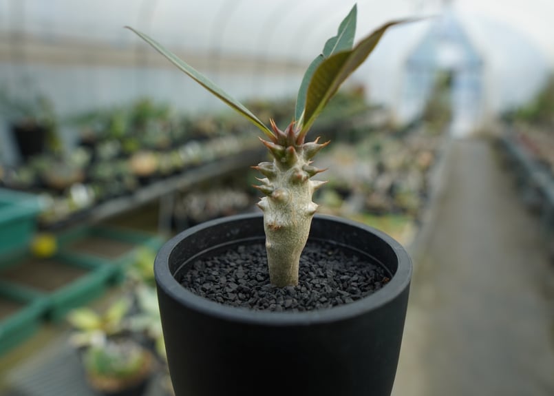 パキポディウム バロニー【双頭】ダブルヘッド 希少