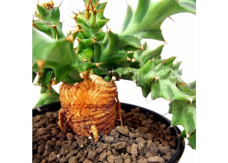 Euphorbia tortirama ユーフォルビア・ムクジエンシス