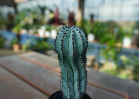 ユーフォルビア　ホリダ　スノーフレーク　Euphorbia horrida "Snowflake"