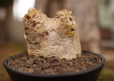 パキポディウム　エブレネウム　Pachypodium eburneum