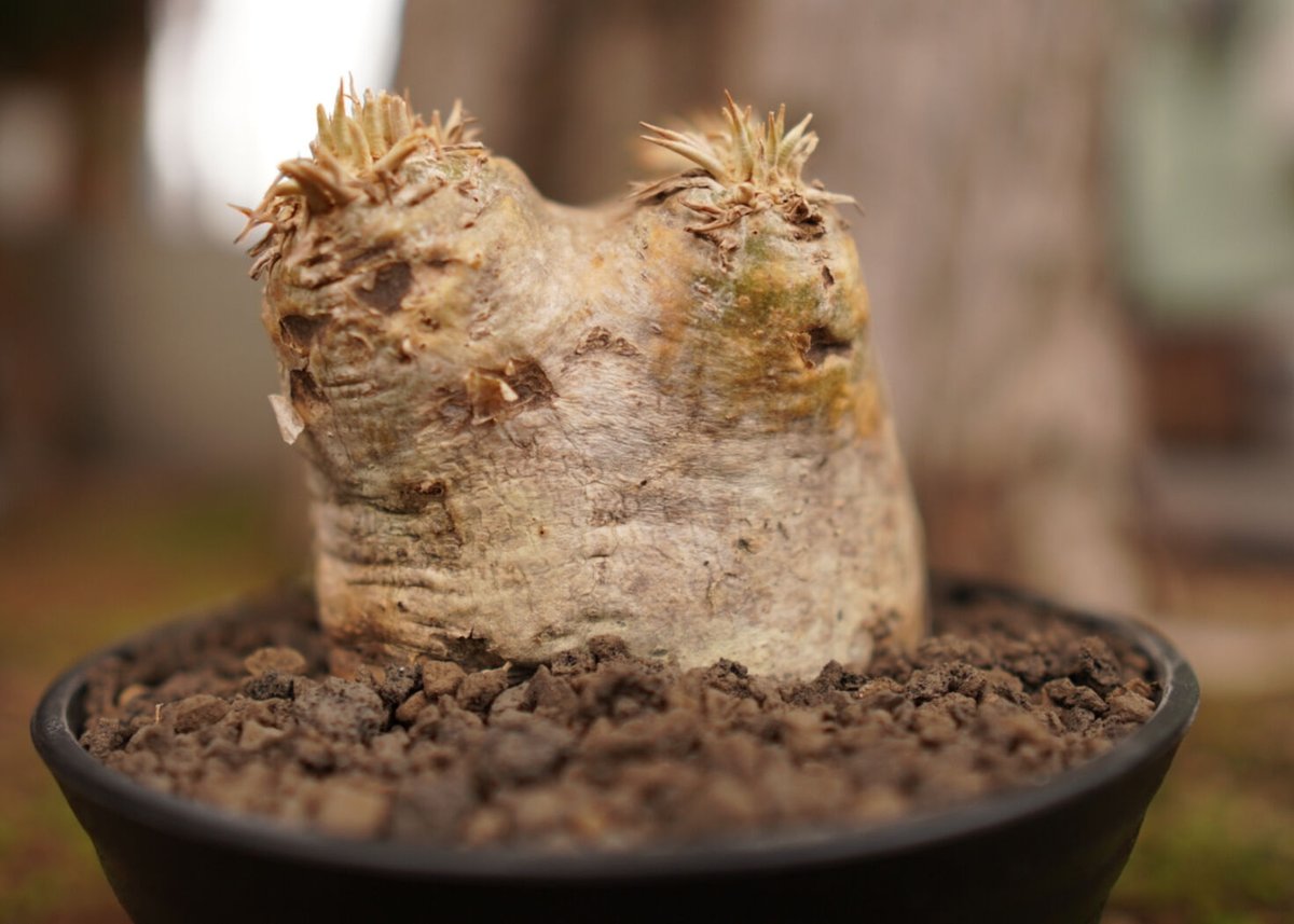 パキポディウム エブレネウム Pachypodium eburneum | mana's fa