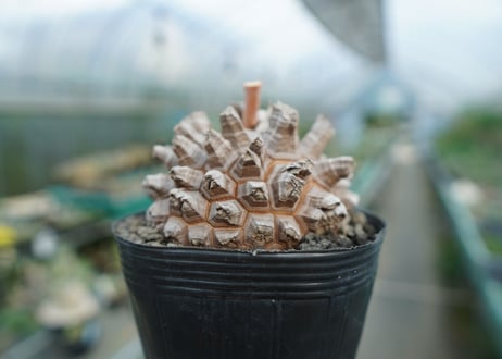 【長谷川園芸産】亀甲竜　Dioscorea elephantipes　No.1