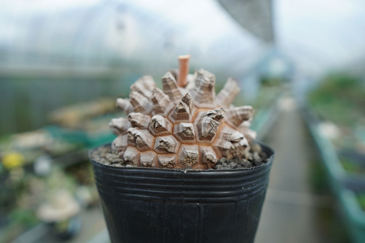 長谷川園芸産】亀甲竜 Dioscorea elephantipes No.1 | mana' 長谷川園芸産】亀甲竜 Dioscorea elephantipes No.1 | mana'